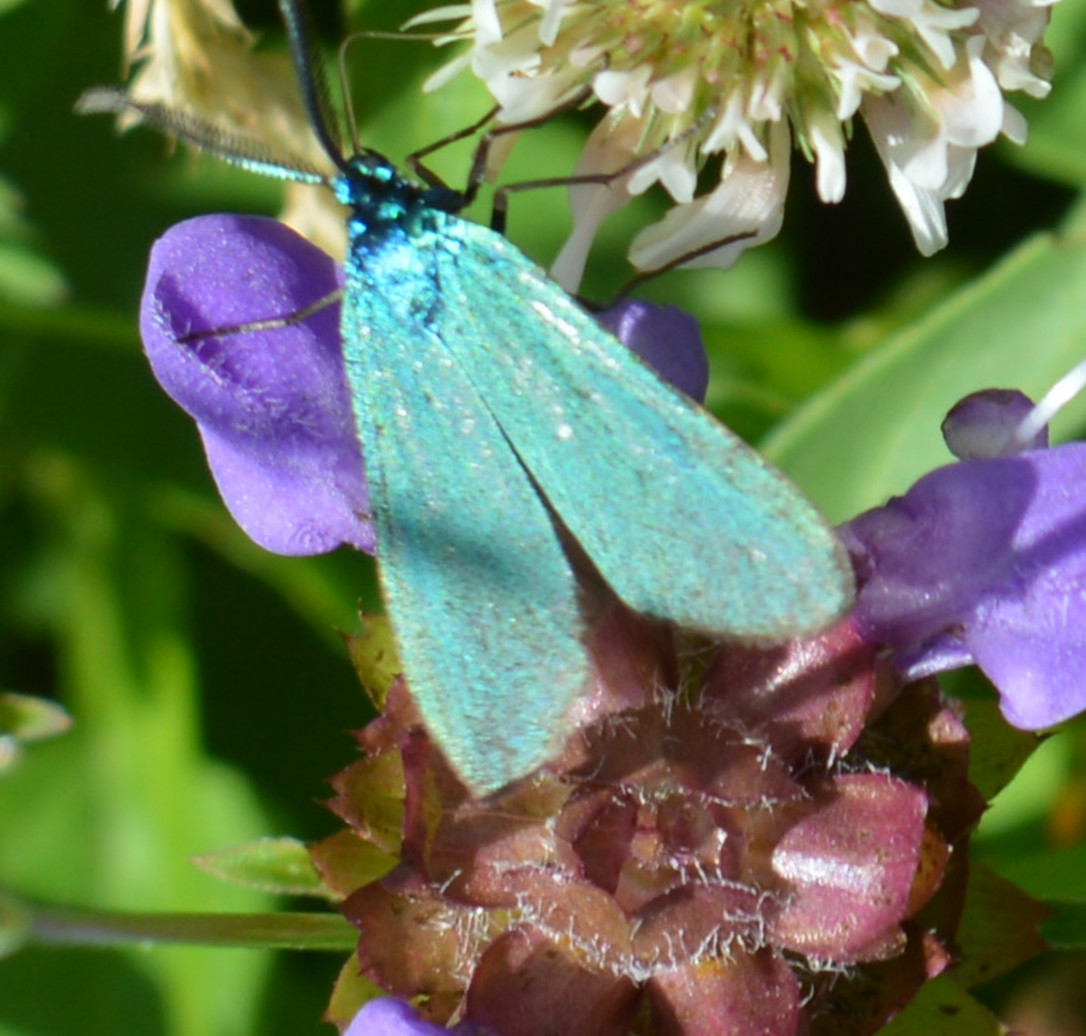 identificazione farfalla